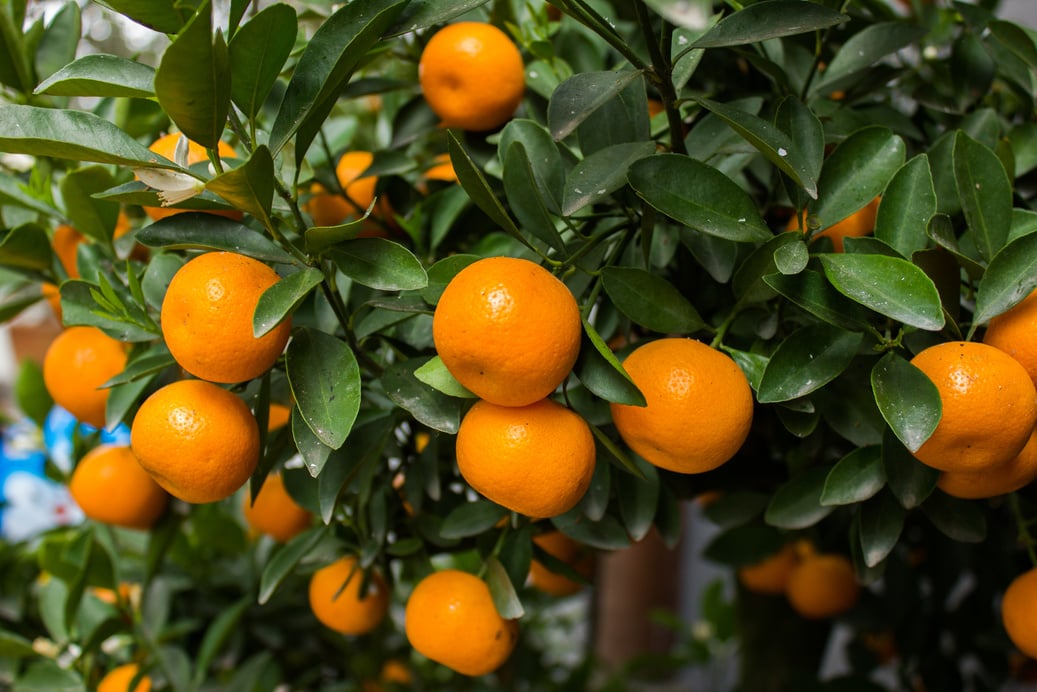 mandarin oranges