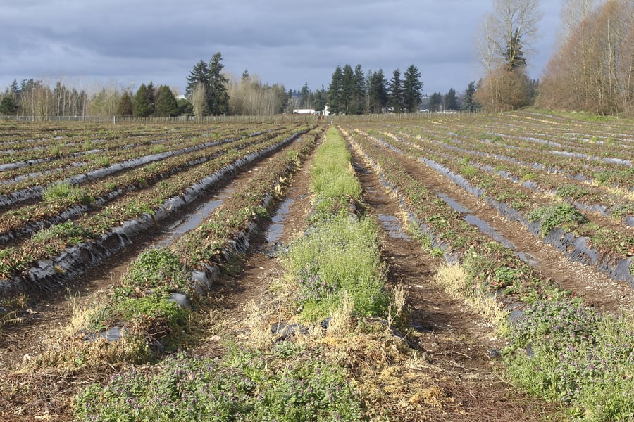 Fallow Agricultural Land